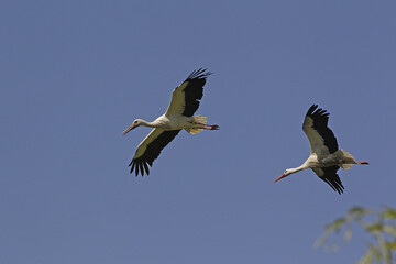 White Stork, ciconia ciconia, Pair in Flight, Alsace in France