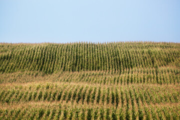 Fototapeta na wymiar Agricultural corn field extending to the horizon, at sunset, general plan, panorama.