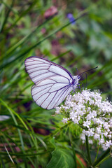 Closeup of small white aporia crataegi butterfly sitting on green plant in nature against blurred background.