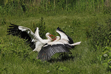 White Stork, ciconia ciconia, Pair, Courtship displaying, Alsace in France