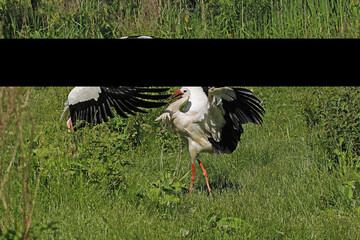 White Stork, ciconia ciconia, Pair, Courtship displaying, Alsace in France