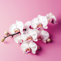 Beautiful natural white orchid flowers on pink a background, Generative AI, generative artificial intelligence