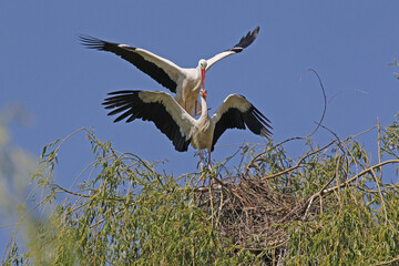 White Stork, ciconia ciconia, Pair mating, Alsace in France