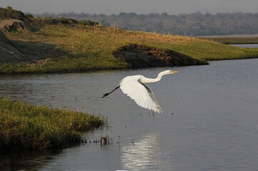 Great White Egret, egretta alba, Adult taking off from Chobe River, in Flight, Okavango Delta in Botswana