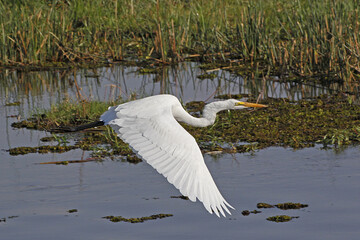 Great White Egret, egretta alba, Adult in Flight, Khwai River, Moremi Reserve, Okavango Delta in Botswana