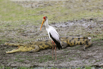 Obraz premium Yellow Billed Stork, mycteria ibis and Nile Crocodile, crocodylus niloticus, Chobe River, Okavango Delta in Botswana
