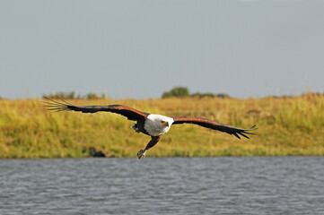 African Fish-Eagle, haliaeetus vocifer, Adult in flight, Chobe River, Okavango Delta in Botswana