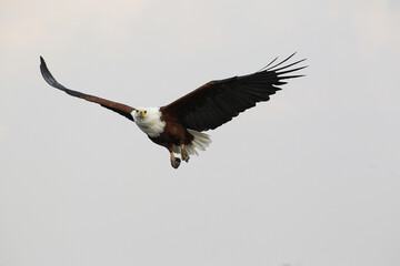 African Fish-Eagle, haliaeetus vocifer, Adult in flight, Chobe Park, Okavango Delta in Botswana