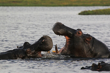 Hippopotamus, hippopotamus amphibius, Adults with Mouth wide open, Threat display, Fighting, Chobe River, Okavango Delta in Botswana