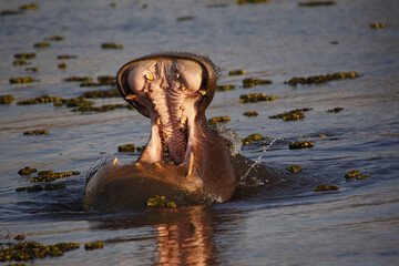 Fototapeta premium Hippopotamus, hippopotamus amphibius, Adult with Mouth wide open, Threat display, Khwai River, Moremi Reserve, Okavango Delta in Botswana