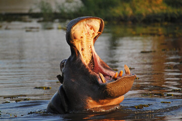 Hippopotamus, hippopotamus amphibius, Adult with Mouth wide open, Threat display, Khwai River, Moremi Reserve, Okavango Delta in Botswana - Powered by Adobe