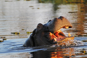 Hippopotamus, hippopotamus amphibius, Adult with Mouth wide open, Threat display, Khwai River, Moremi Reserve, Okavango Delta in Botswana