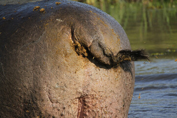 Hippopotamus, hippopotamus amphibius, Adult scattering Shit with Tail, Khwai River, Moremi Reserve, Okavango Delta in Botswana