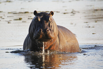 Hippopotamus, hippopotamus amphibius, Adult standing in Water, Khwai River, Moremi Reserve, Okavango Delta in Botswana