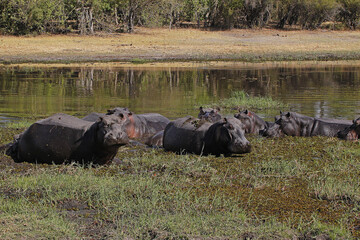 Hippopotamus, hippopotamus amphibius, Group standing in Water, Khwai River, Moremi Reserve,...