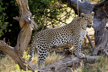 Leopard, panthera pardus, Adulton Dead Tree, Moremi Reserve, Okavango Delta in Botswana