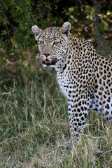 Leopard, panthera pardus, Adult, Moremi Reserve, Okavango Delta in Botswana