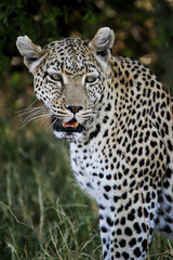 Fototapeta na wymiar Leopard, panthera pardus, Adult, Moremi Reserve, Okavango Delta in Botswana