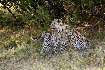 Fototapeta na wymiar Leopard, panthera pardus, Mother and Cub, Moremi Reserve, Okavango Delta in Botswana