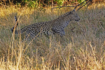 Naklejka na ściany i meble Leopard, panthera pardus, Cub Leaping, Moremi Reserve, Okavango Delta in Botswana