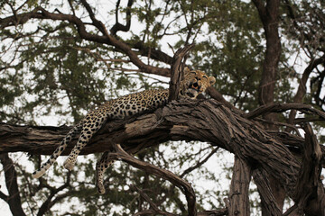 Fototapeta na wymiar Leopard, panthera pardus, Adult standing in Tree, Moremi Reserve, Okavango Delta in Botswana