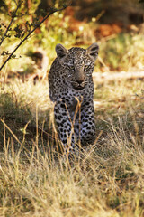 Naklejka na ściany i meble Leopard, panthera pardus, Cub, Moremi Reserve, Okavango Delta in Botswana
