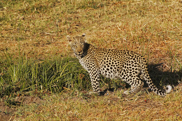Fototapeta premium Leopard, panthera pardus, Cub, Moremi Reserve, Okavango Delta in Botswana
