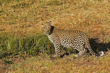 Leopard, panthera pardus, Cub, Moremi Reserve, Okavango Delta in Botswana