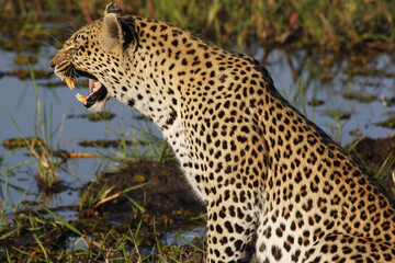 Fototapeta na wymiar Leopard, panthera pardus, Female at Waterhole with Open Mouth, Snarling, Moremi Reserve, Okavango Delta in Botswana