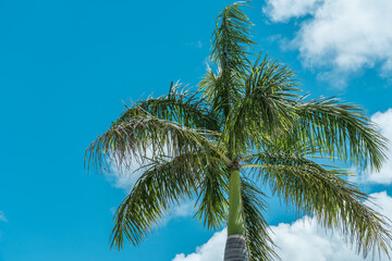 Palm trees at Pearl Harbor Visitor Center, Honolulu, Oahu, Hawaii. Roystonea regia, commonly known as the Cuban royal palm or Florida royal palm, is a species of palm native to Mexico, the Caribbean, 