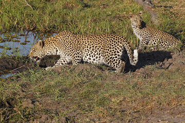 Leopard, panthera pardus, Mother with Cub at Waterhole, Moremi Reserve, Okavango Delta in Botswana