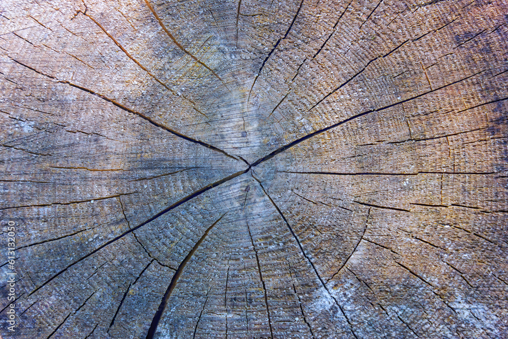 Wall mural Tree rings old weathered wood texture with the cross section of a cut log showing the concentric annual growth rings as a flat nature background.