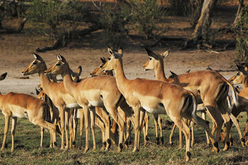 Impala, aepyceros melampus, Herd of Females, Moremi Reserve, Okavango Reserve, Okavango Delta in...