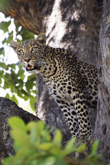 Leopard, panthera pardus, Adult standing in Tree, Moremi Reserve, Okavango Delta in Botswana