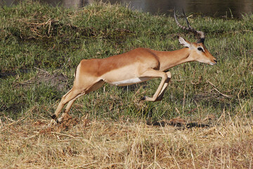 Impala, aepyceros melampus, Male running along Khwai River, Moremi Reserve, Okavango Reserve, Okavango Delta in Botswana