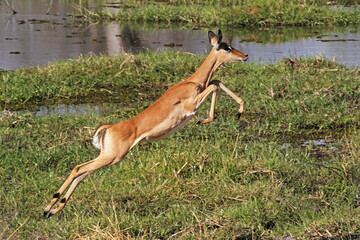 Impala, aepyceros melampus, Female running along Khwai River, Moremi Reserve, Okavango Reserve, Okavango Delta in Botswana