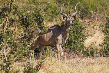 Naklejka premium Greater Kudu, tragelaphus strepsiceros, Male standing in Bush, Moremi Reserve, Okavango Delta in Botswana