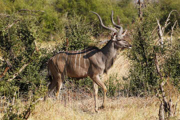 Naklejka na ściany i meble Greater Kudu, tragelaphus strepsiceros, Male standing in Bush, Moremi Reserve, Okavango Delta in Botswana