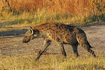 Naklejka na ściany i meble Spotted Hyena, crocuta crocuta, Adult, Moremi Reserve, Okavango Delta in Botswana