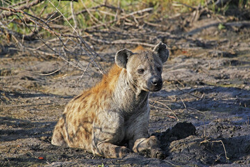 Spotted Hyena, crocuta crocuta, Adult laying, Moremi Reserve, Okavango Delta in Botswana