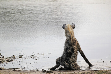 Spotted Hyena, crocuta crocuta, Adult drinking at Water Hole, Moremi Reserve, Okavango Delta in Botswana