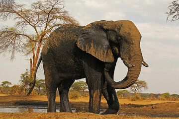 African Elephant, loxodonta africana, Adult spraying Water, Watherhole near Chobe River, Botswana