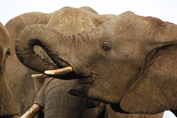 African Elephant, loxodonta africana, drinking water at Waterhole, Near Chobe River, Botswana