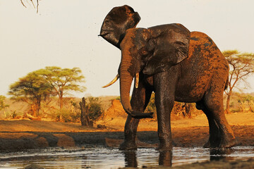 African Elephant, loxodonta africana, Adult spraying Water, Watherhole near Chobe River, Botswana