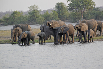 African Elephant, loxodonta africana, Herd drinking at Chobe River, Botswana