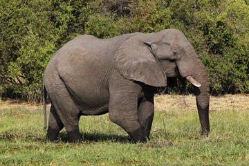 Naklejka na ściany i meble African Elephant, loxodonta africana, Adult standing in Swamp, Moremi Reserve, Okavango Delta in Botswana