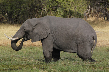 Fototapeta premium African Elephant, loxodonta africana, Adult standing in Swamp, Moremi Reserve, Okavango Delta in Botswana