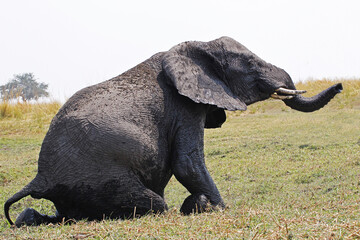 Naklejka na ściany i meble African Elephant, loxodonta africana, Adult, Moremi Reserve, Okavango Delta in Botswana