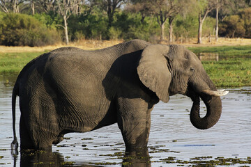 African Elephant, loxodonta africana, Adult drinking in Water at Khwai River, Moremi Reserve, Okavango Delta in Botswana
