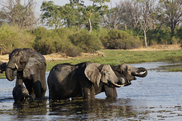 African Elephant, loxodonta africana, Group drinking Water at Khwai River, Moremi Reserve, Okavango Delta in Botswana